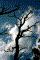Tree silhouette