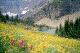 Meadows at Glacier NP