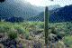Organ Pipe Cactus NM