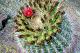 Cactus blossom