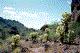 Organ Pipe Cactus NM