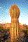 Organ Pipe Cactus NM