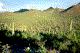 Saguaro Cactus NP