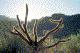 Cactus blossoms