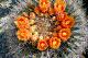 Cactus blossom
