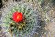 Organ Pipe Cactus NM