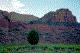 Tree and canyon wall, dawn