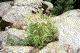 Flower in the rockies