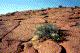 Plant and rocks