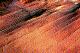 Red-rocks, close-up